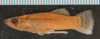 Media type: image;   Ichthyology 36171 Aspect: lateral,description